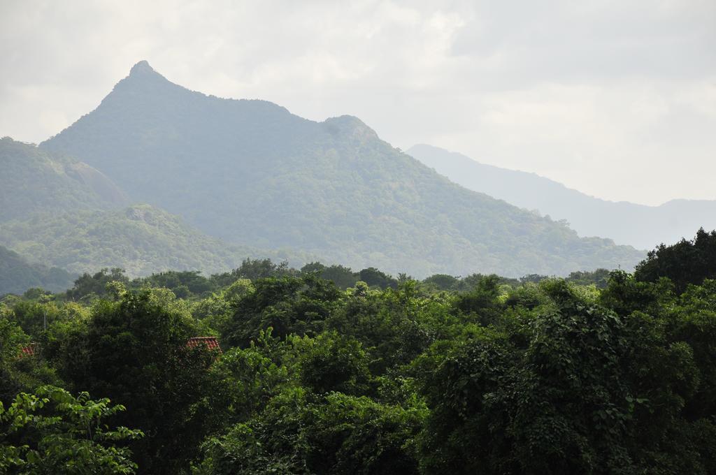 Wild Grass Nature Resort Sigirîya Extérieur photo